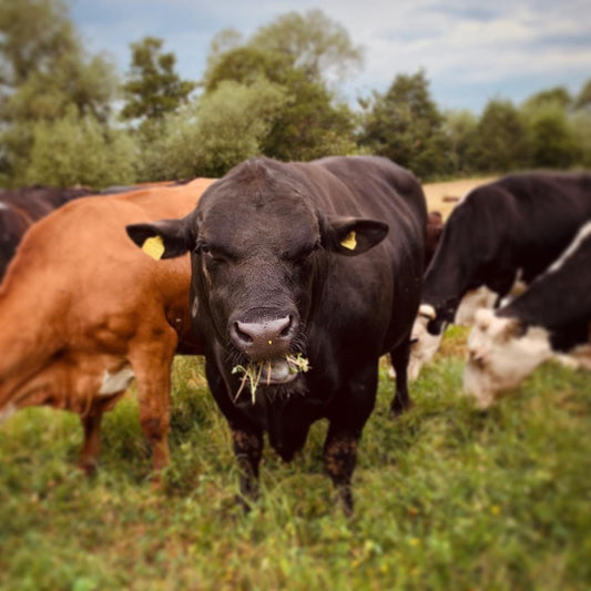 Beef Skirt Steak - Grass Fed | Angus Cross | Slowly Reared | Dry-Aged | Pasture Raised