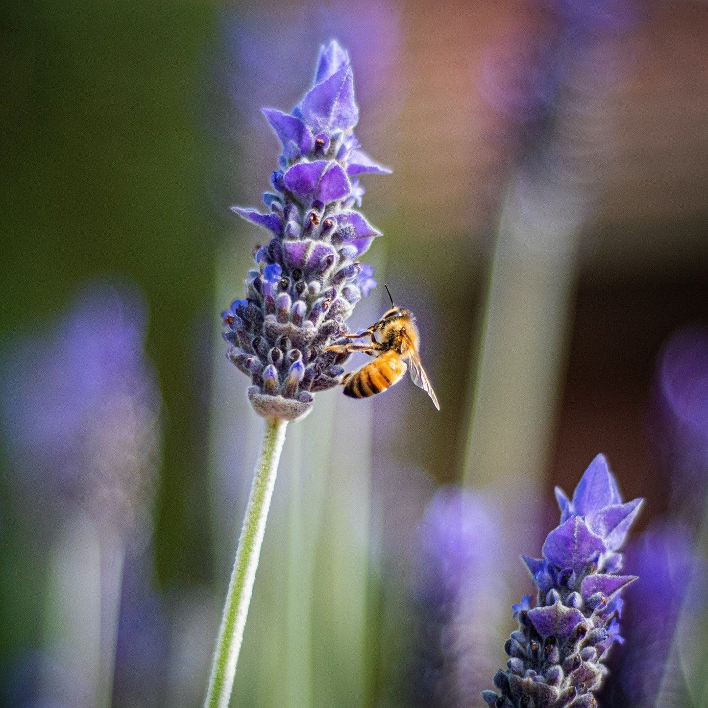 Creamed Honey (340g) - Somerset Bees | Raw Honey | Small Batch | Handmade