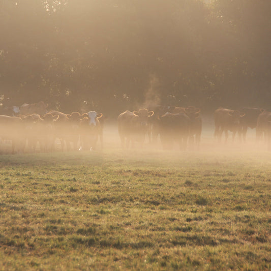Marrow Bones - Grass Fed | Angus Cross | Slowly Reared | Pasture Raised