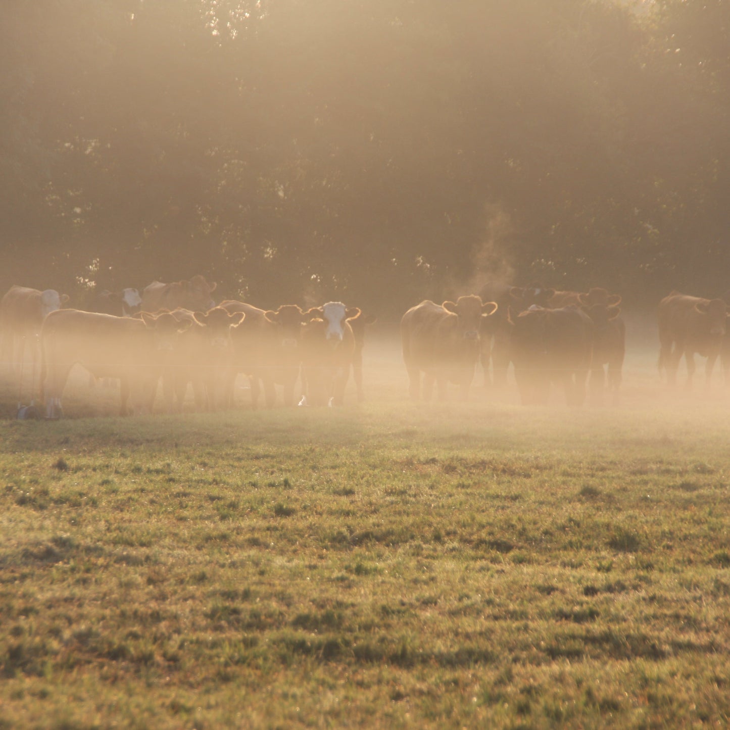 Fore Rib of Beef - Grass Fed | Angus Cross | Slowly Reared | Dry-Aged | Pasture Raised