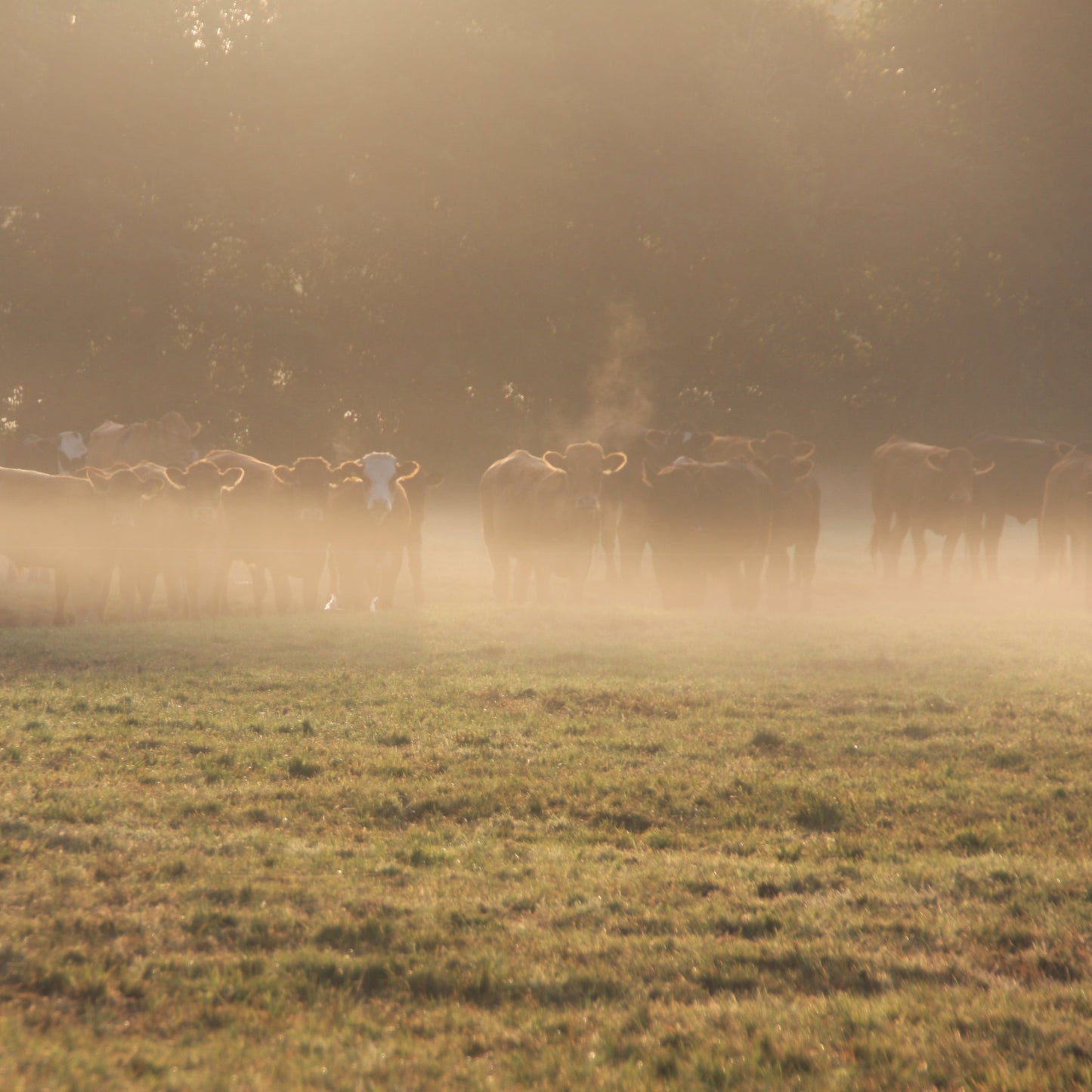 Essentials Box (Beef Mince | Pork Sausages | Diced Beef) (1.5kg Meat Box)