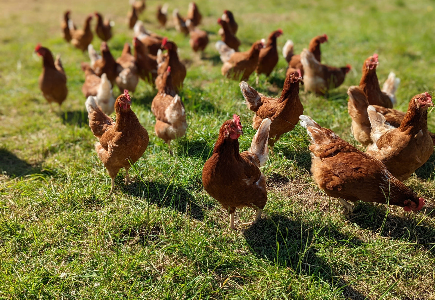 Whole Chicken - Pasture Raised | Slowly Reared | Free Range
