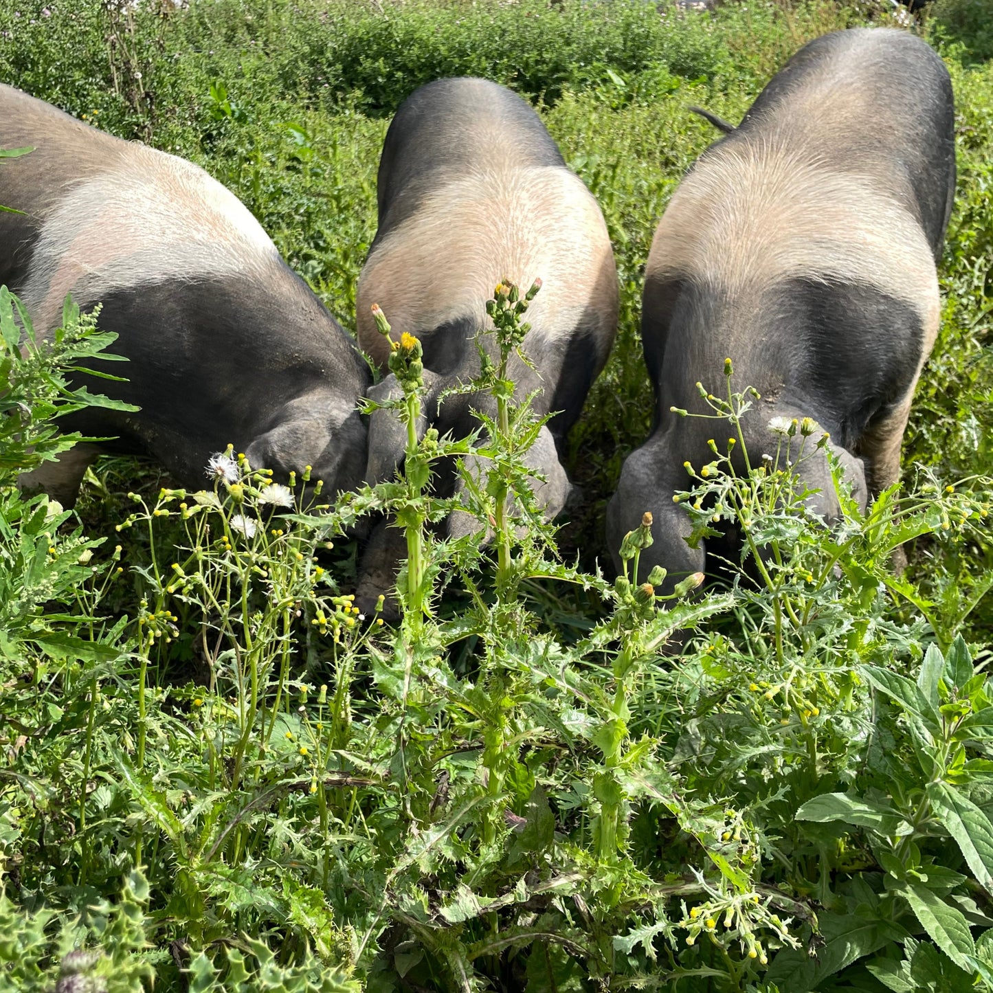 Pork Escalopes - Saddleback | Rare Breed | Slowly Reared | Free Range