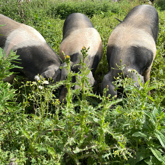 Pork Escalopes - Saddleback | Rare Breed | Slowly Reared | Free Range