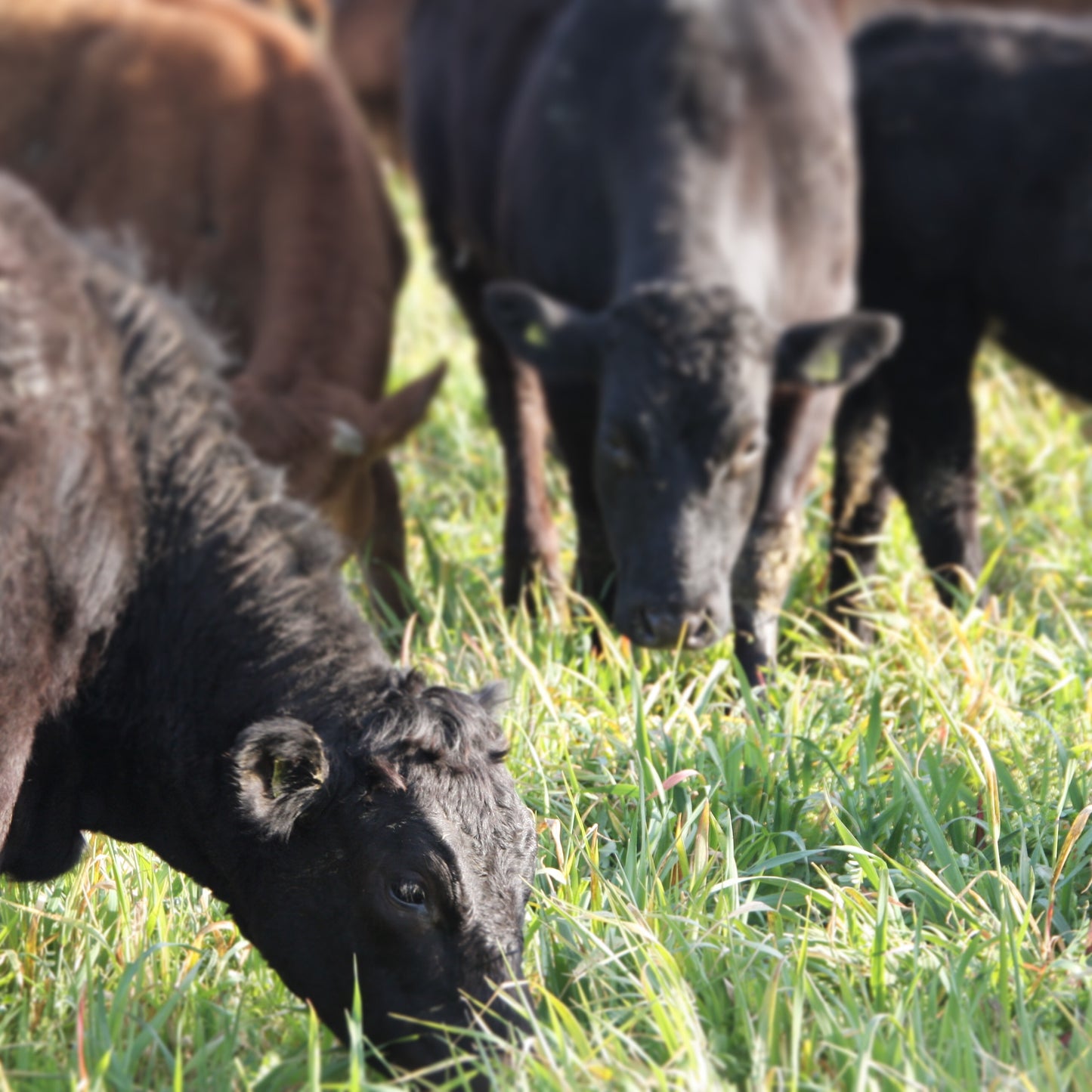 Chuck (Eye) Steak - Grass Fed | Angus Cross | Slowly Reared | Dry-Aged | Pasture Raised