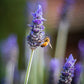 Summer Blossom Honey (340g) - Somerset Bees | Raw Honey | Small Batch | Handmade
