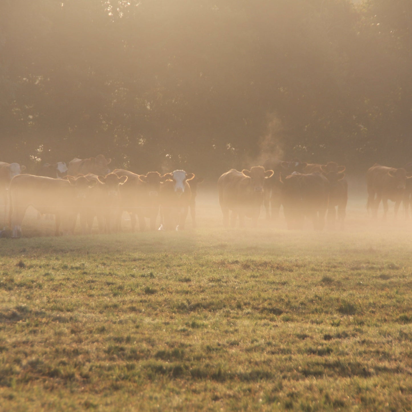Silverside Joint - Grass Fed | Slowly Reared | Dry-Aged