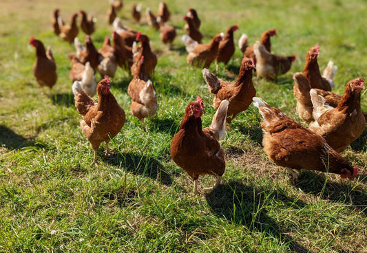 Whole Chicken - Pasture Raised | Slowly Reared | Free Range