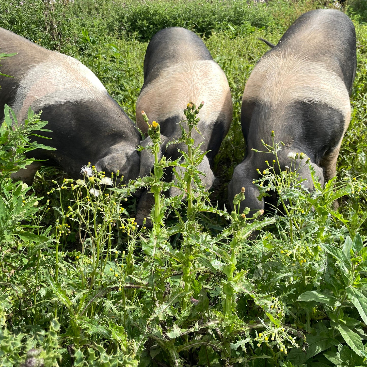 Pork Shoulder (boneless) - Saddleback | Rare Breed | Slowly Reared | Free Range