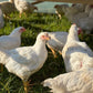Whole Chicken - Pasture Raised | Slowly Reared | Free Range