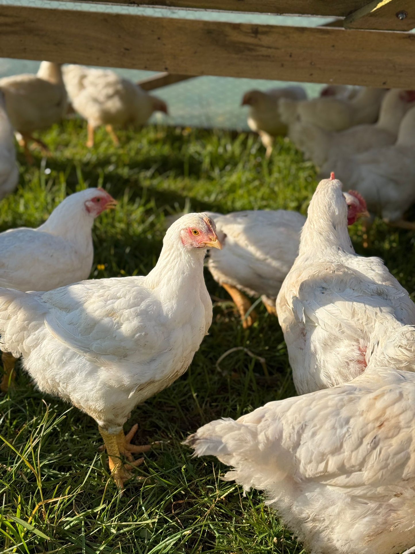Whole Chicken - Pasture Raised | Slowly Reared | Free Range