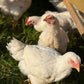Whole Chicken - Pasture Raised | Slowly Reared | Free Range