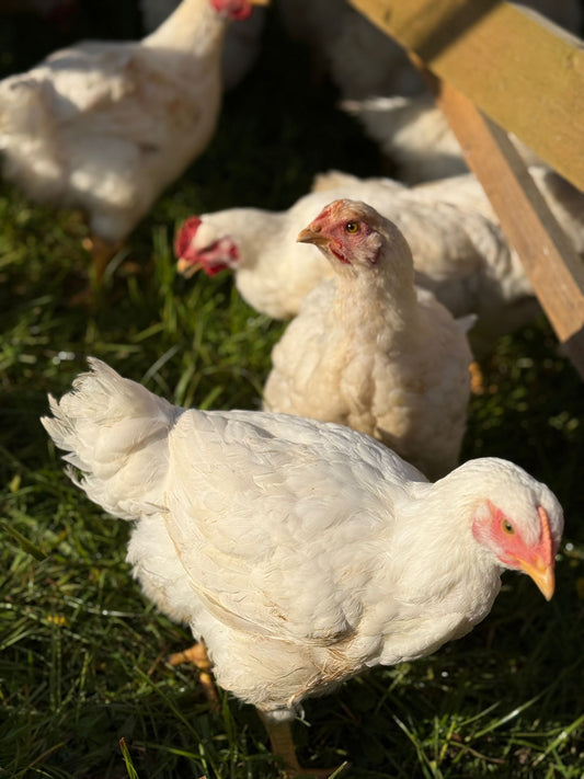 Whole Chicken - Pasture Raised | Slowly Reared | Free Range