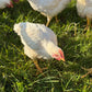 Whole Chicken - Pasture Raised | Slowly Reared | Free Range