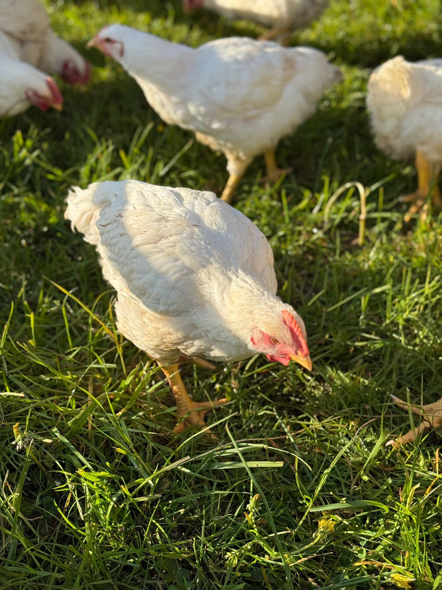 Whole Chicken - Pasture Raised | Slowly Reared | Free Range