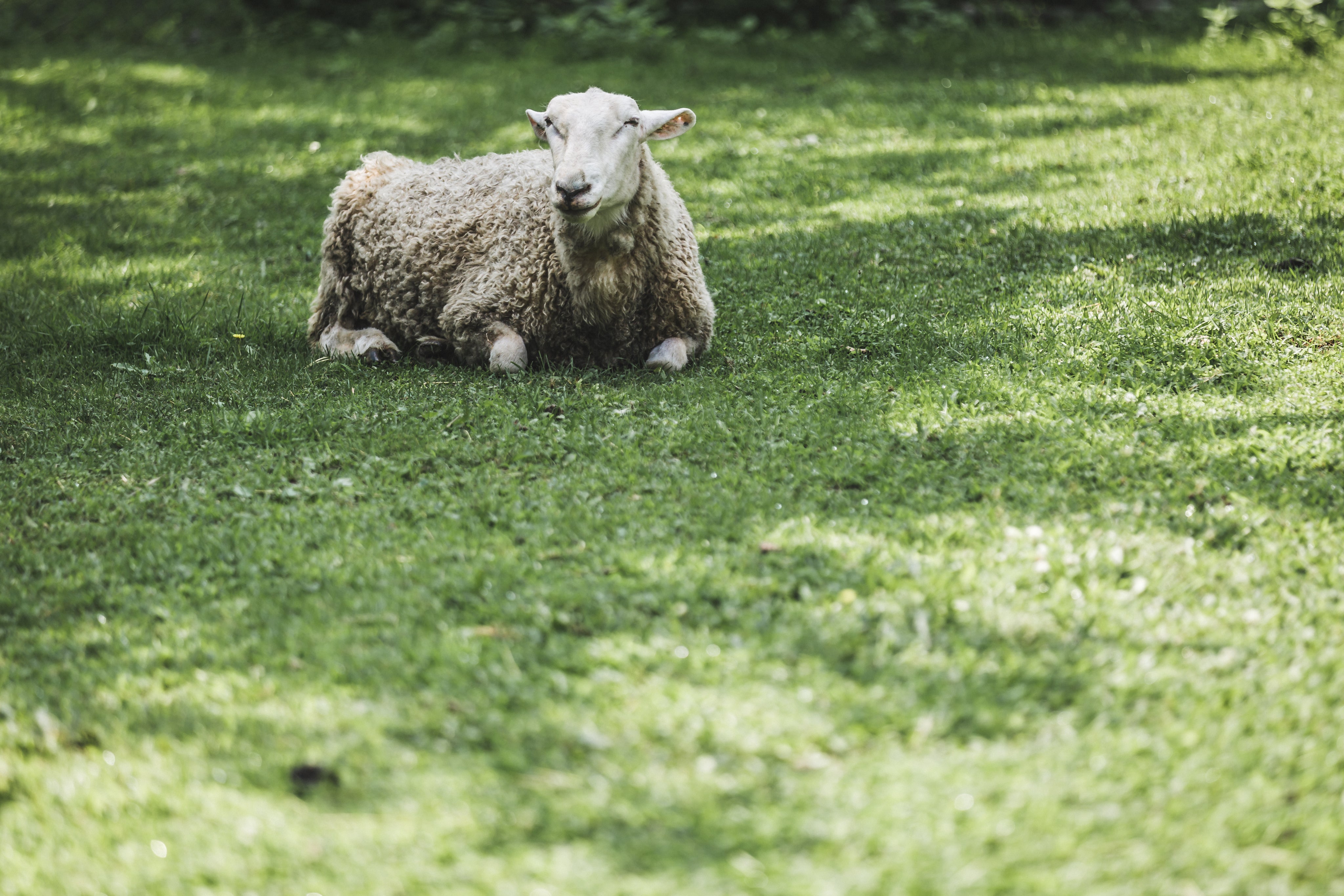 Shoulder of Hogget - Grass Fed | Texel Cross | Slowly Reared | Pasture ...