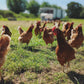 Pasture Reared Hens Eggs