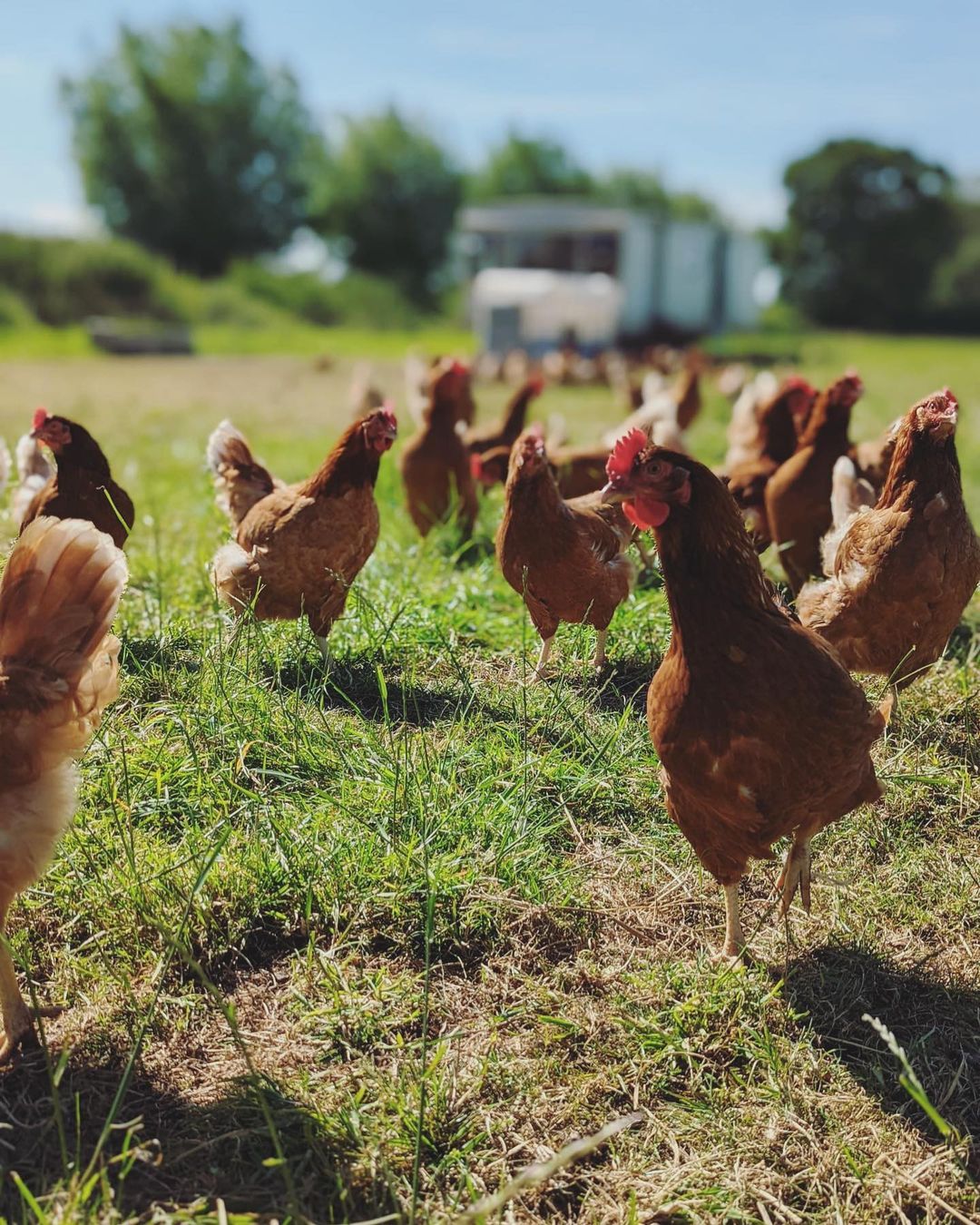 Pasture Reared Hens Eggs